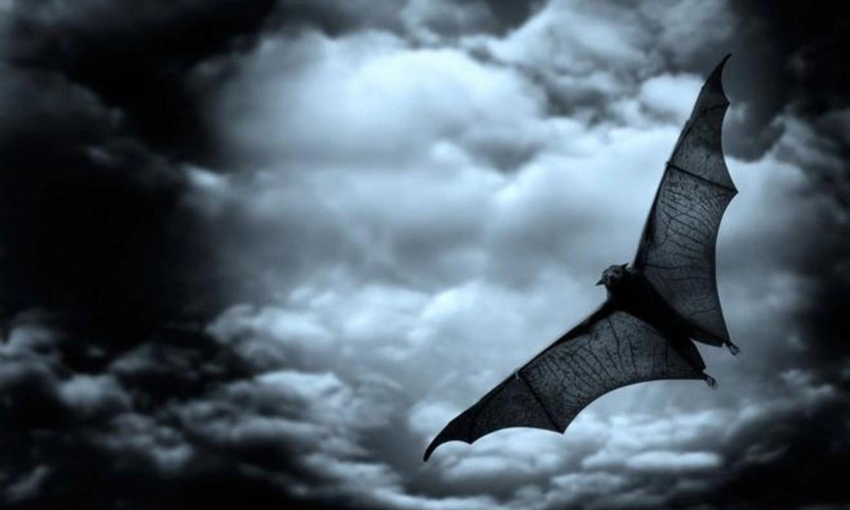 3. Những con dơi trong lễ hội Halloween: hình ảnh những con dơi trong Halloween cũng có nguồn gốc từ lễ hội Samhain. Đây cũng là một loài vật được xem như tay sai của phù thủy. Ngày nay, dơi là một hình ảnh trang trí phổ biến trong lễ hội này. (Nguồn: Zing News) 