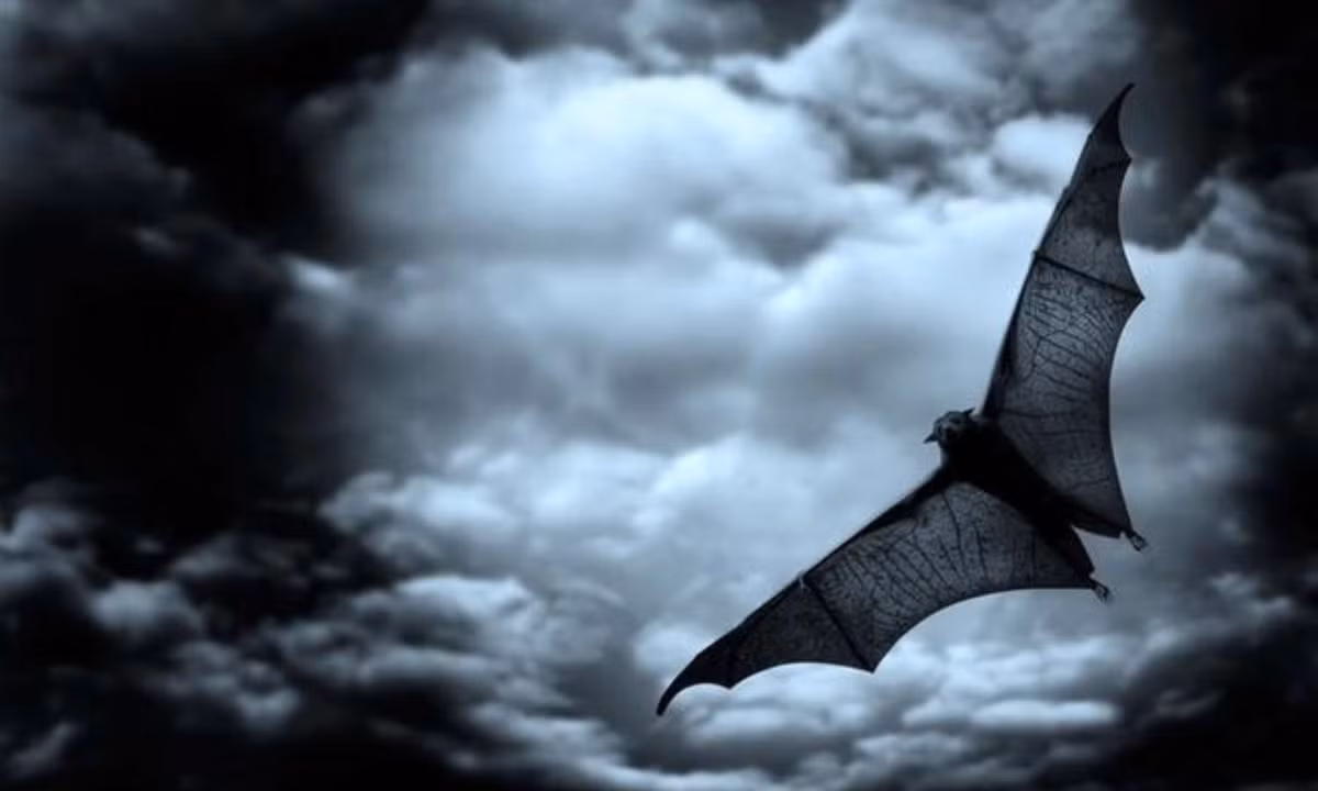 3. Những con dơi trong lễ hội Halloween: hình ảnh những con dơi trong Halloween cũng có nguồn gốc từ lễ hội Samhain. Đây cũng là một loài vật được xem như tay sai của phù thủy. Ngày nay, dơi là một hình ảnh trang trí phổ biến trong lễ hội này. (Nguồn: Zing News) 