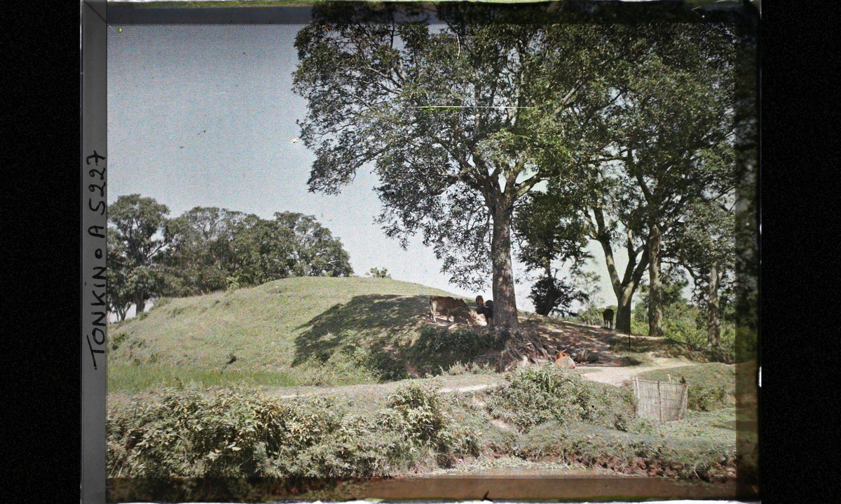 Đàn trâu bò nghỉ ngơi dưới bóng mát bên bờ sông. (Nguồn: Léon Busy)