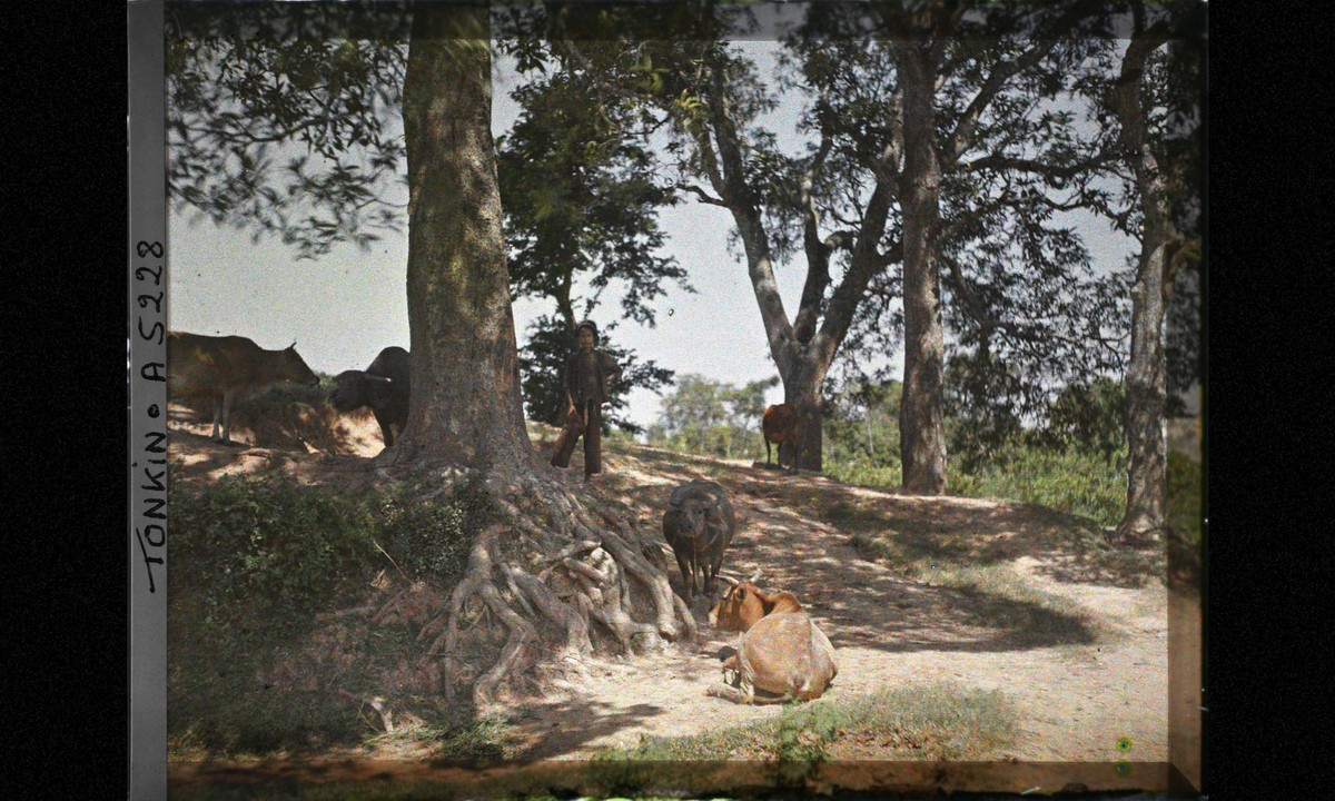 Cậu bé chăn bò tò mò nhìn về ống kính máy ảnh. (Nguồn: Léon Busy) 