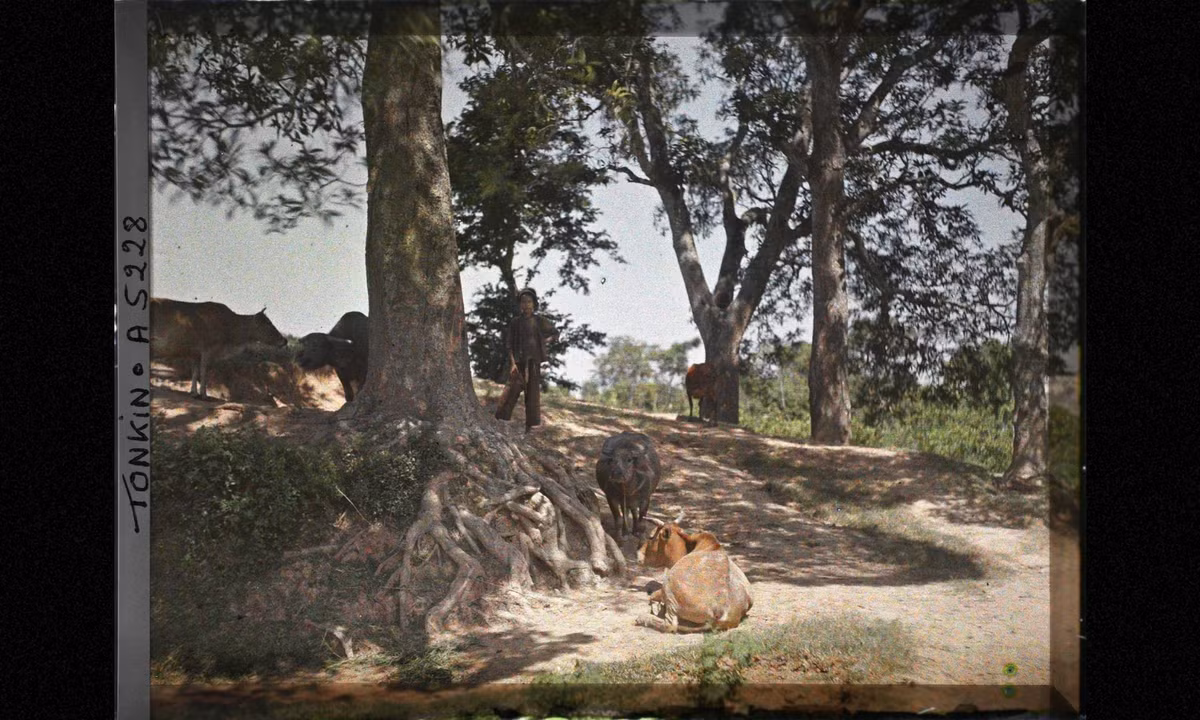 Cậu bé chăn bò tò mò nhìn về ống kính máy ảnh. (Nguồn: Léon Busy) 