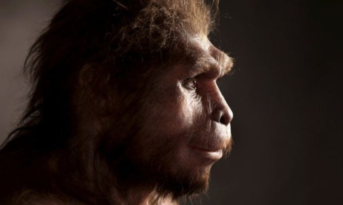 3. Homo erectus: nghiên cứu công bố tháng 12-2019 đã cho thấy họ không tuyệt chủng trước khi Homo sapiens ra đời như suy nghĩ trước đây, mà có phần lịch sử song song chúng ta suốt 200.000 năm. (Nguồn: BBC) 