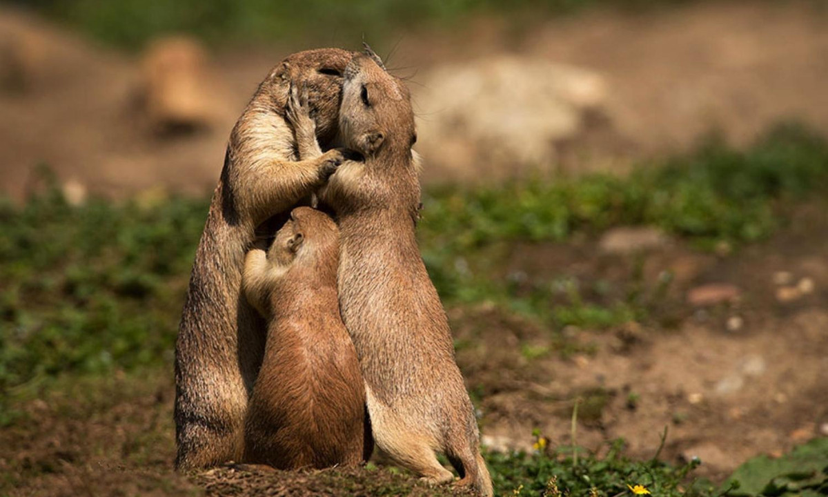 4. Chuột đồng cỏ: mặc dù hầu hết các động vật gặm nhấm có tiếng là sống bừa bãi, lang chạ nhưng chuột đồng cỏ đã phá vỡ xu hướng, một khi đã đến với nhau, chúng sẽ chung thủy, tuân thủ chế độ một vợ một chồng suốt đời. (Nguồn: Dân Việt)