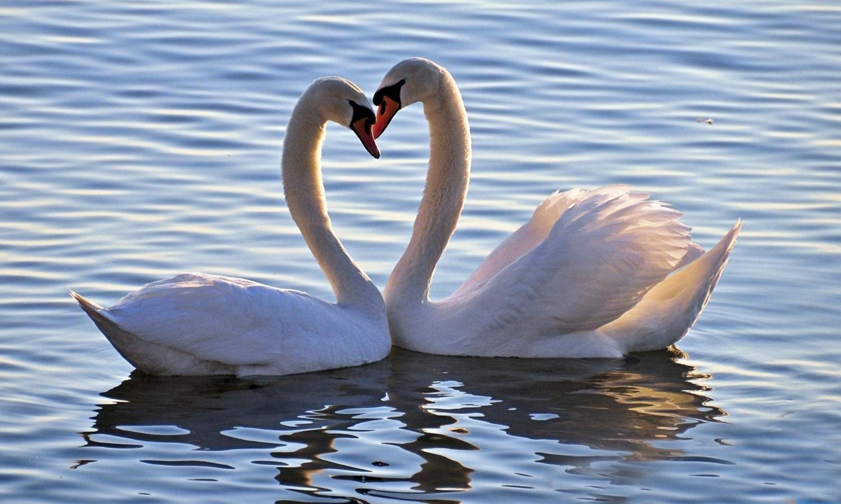 6. Thiên nga: khi thành vợ thành chồng, đôi thiên nga sẽ chung sống với nhau rất lâu dài. (Nguồn: SunDailyNews)