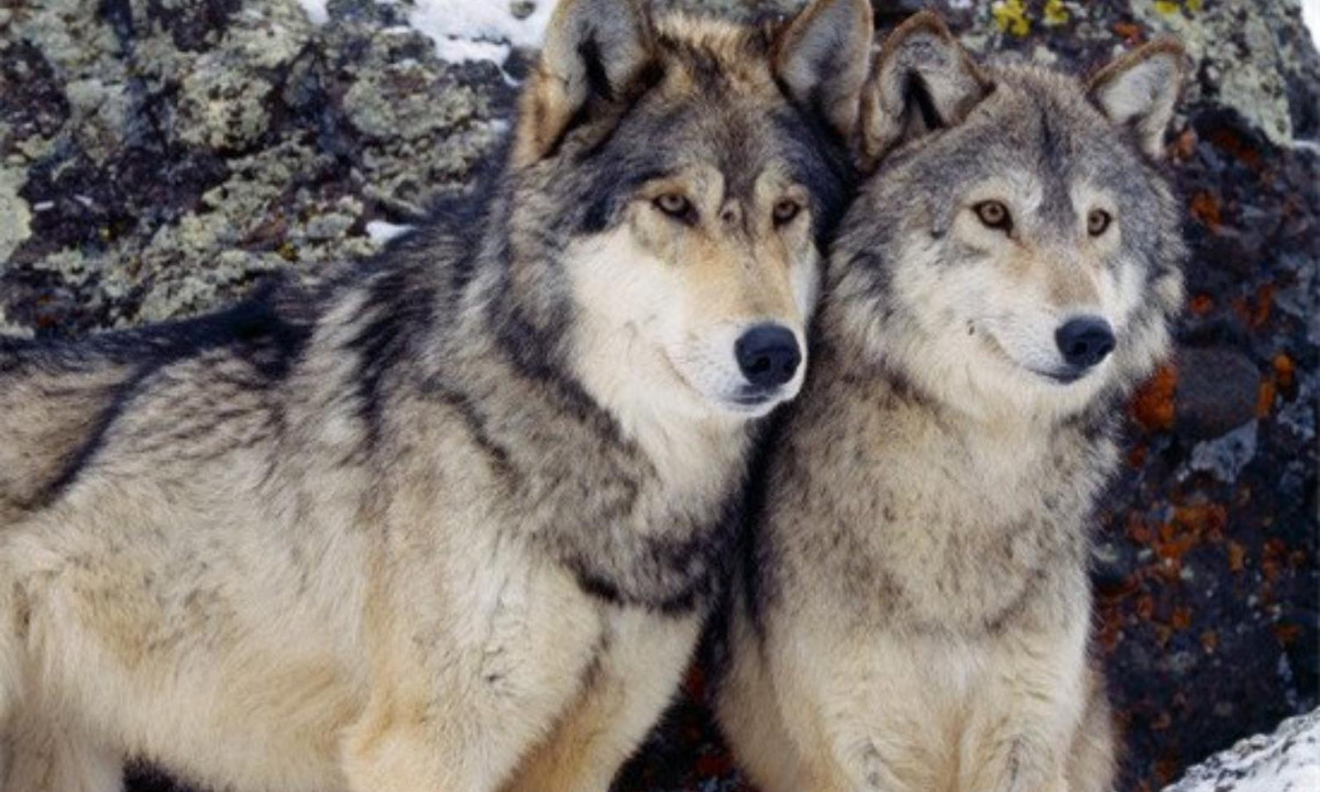 9. Chó sói: thường được mô tả một kẻ lừa đảo trong các câu chuyện dân gian nhưng lại là loài có đời sống hôn nhân chung thủy nhất. Thông thường, một gia đình sói bao gồm sói đực và sói cái cùng các con của chúng, rất giống một gia đình hạt nhân tiêu chuẩn. (Nguồn: Dân Việt) 