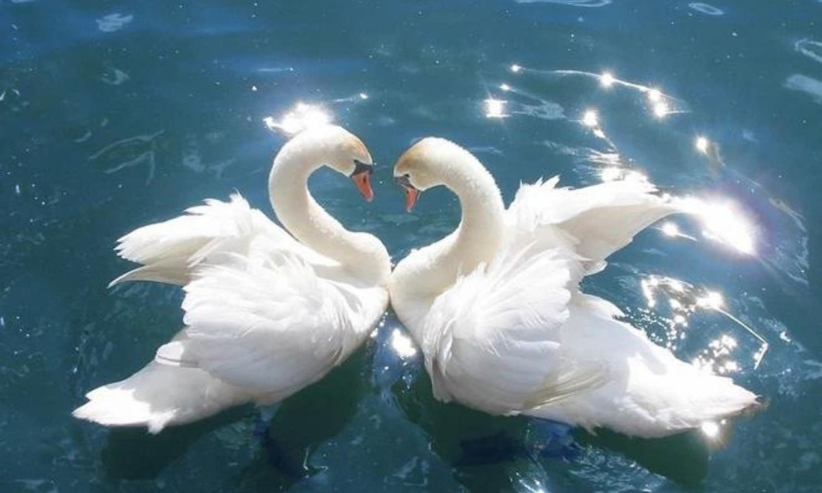 Mặc dù theo các nhà khoa học đó là do chúng cân nhắc đến nhiều vấn đề như di chuyển, bảo vệ lãnh thổ, ấp trứng, nuôi con nên không muốn phải mất thời gian thu hút bạn tình nhưng không thể phủ nhận thiên nga thực sự chung thủy. (Nguồn: Kenh14)