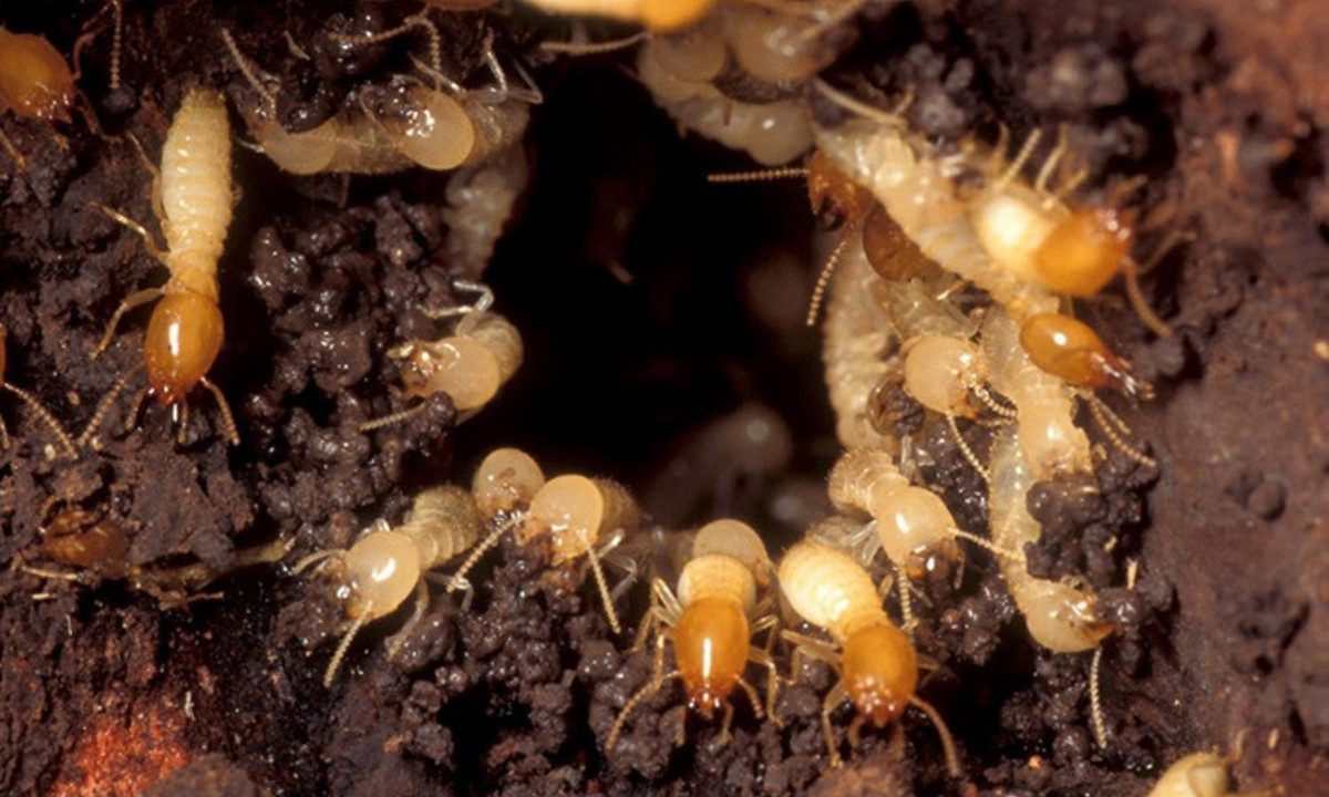 7. Mối: đối với một số loài mối, một con mối chúa tức mối hậu có xu hướng kết đôi, chung thủy trọn đời với con mối đực đã giao phối với mình. (Nguồn: Mbtsalembtshoes)