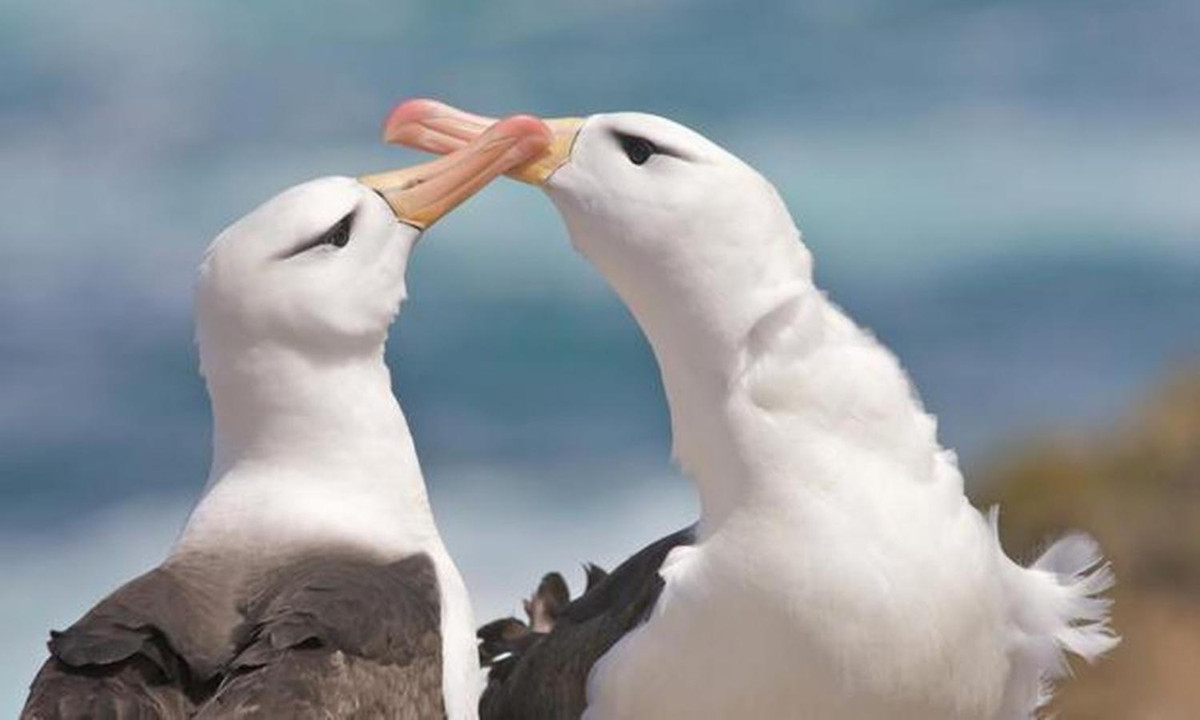 5. Hải âu: là loài có thể bay rất xa, tuy vậy chúng luôn quay về tìm bạn đời đã gắn bó với mình bấy lâu để sinh sản, duy trì nòi giống. (Nguồn: Việt Giải Trí)