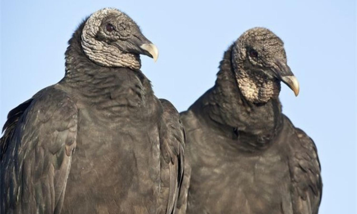 8. Kền kền đen: thực hiện nghiêm ngặt chế độ một vợ một chồng và bảo vệ gia đình rất chặt chẽ, khi bắt gặp kẻ thứ ba muốn tán tỉnh chồng hoặc vợ mình, chắc chắn sẽ có những vụ đánh ghen gây chấn động. (Nguồn: We25)