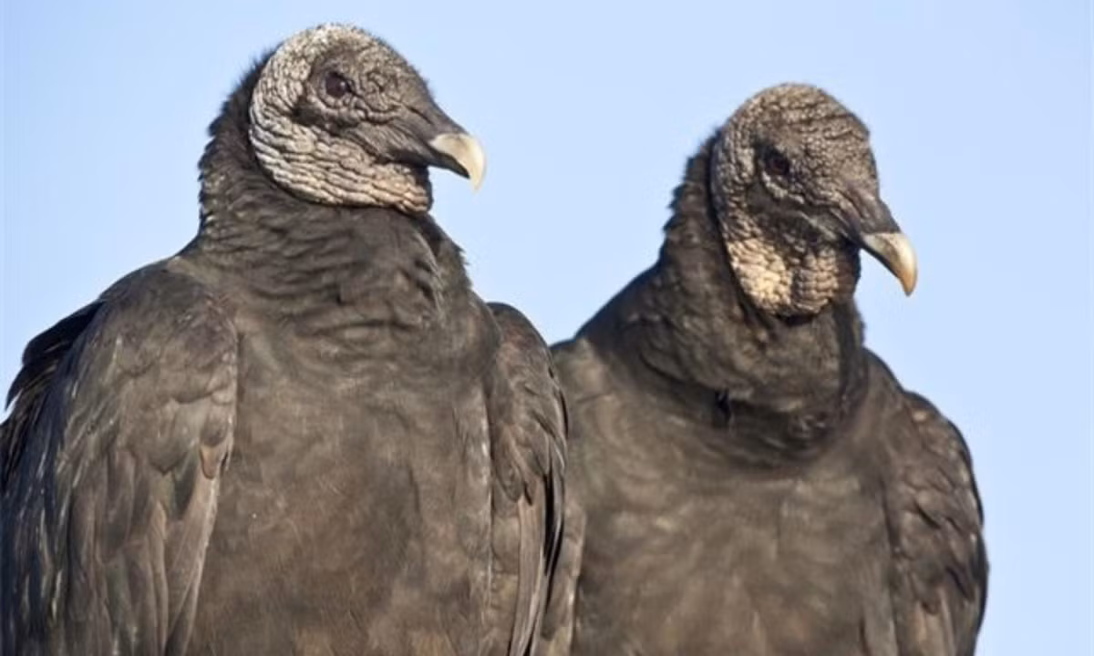 8. Kền kền đen: thực hiện nghiêm ngặt chế độ một vợ một chồng và bảo vệ gia đình rất chặt chẽ, khi bắt gặp kẻ thứ ba muốn tán tỉnh chồng hoặc vợ mình, chắc chắn sẽ có những vụ đánh ghen gây chấn động. (Nguồn: We25)