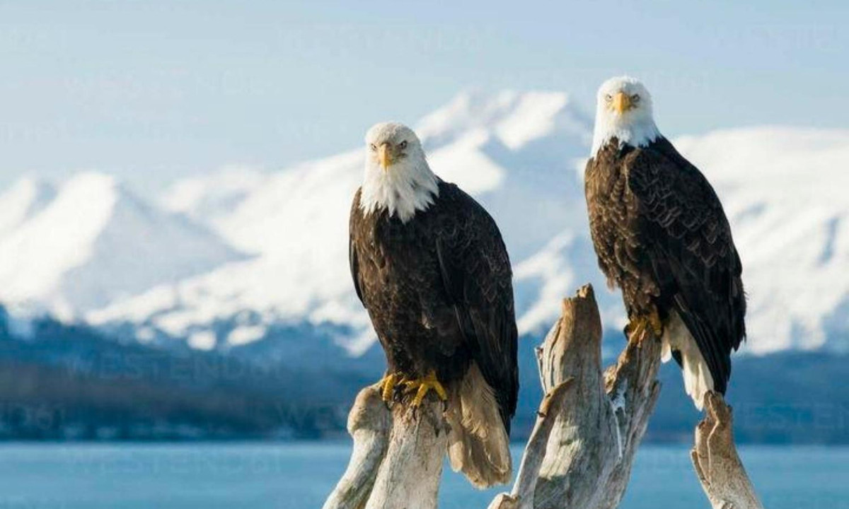 Đại bàng đầu trọc kết đôi suốt đời, ngoại trừ trường hợp bạn đời chết hoặc… bị bất lực nhưng con số này thấp hơn rất nhiều tỉ lệ li dị ở Mĩ hiện đã vượt mức 50%. (Nguồn: internet)