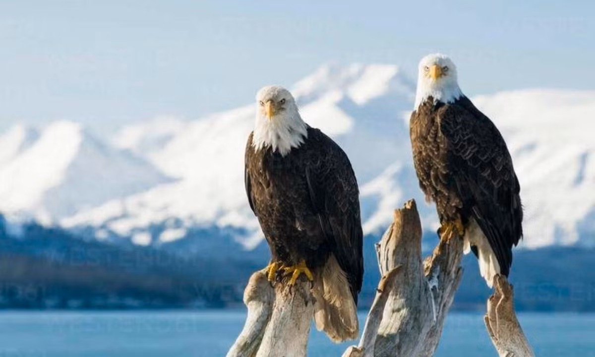 Đại bàng đầu trọc kết đôi suốt đời, ngoại trừ trường hợp bạn đời chết hoặc… bị bất lực nhưng con số này thấp hơn rất nhiều tỉ lệ li dị ở Mĩ hiện đã vượt mức 50%. (Nguồn: internet)