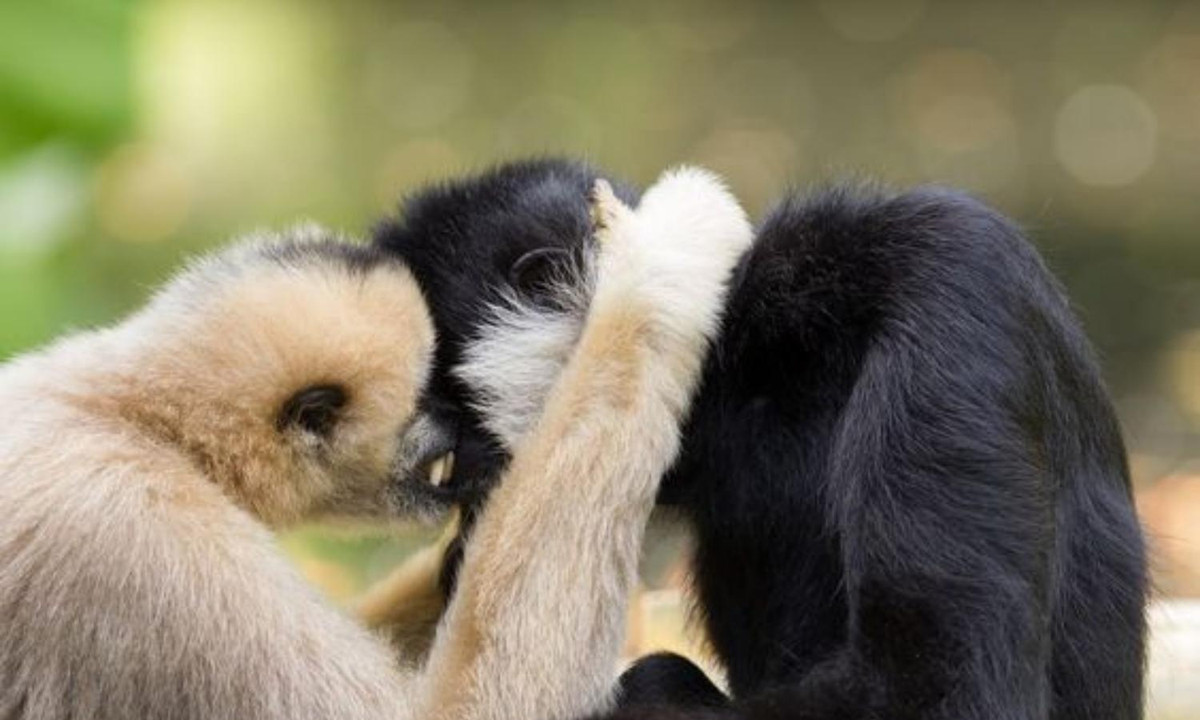 2. Vượn Gibbons: nằm trong top những động vật chung thủy nhất. Khi đã thành đôi, cả con đực và con cái đều dành nhiều thời gian để chăm chút, âu yếm, vuốt ve nhau, đi chơi cùng nhau. (Nguồn: pinterest.com)