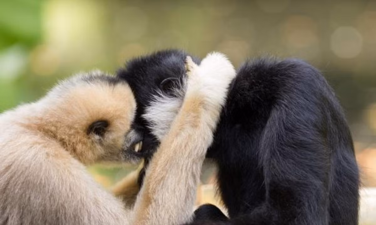2. Vượn Gibbons: nằm trong top những động vật chung thủy nhất. Khi đã thành đôi, cả con đực và con cái đều dành nhiều thời gian để chăm chút, âu yếm, vuốt ve nhau, đi chơi cùng nhau. (Nguồn: pinterest.com)