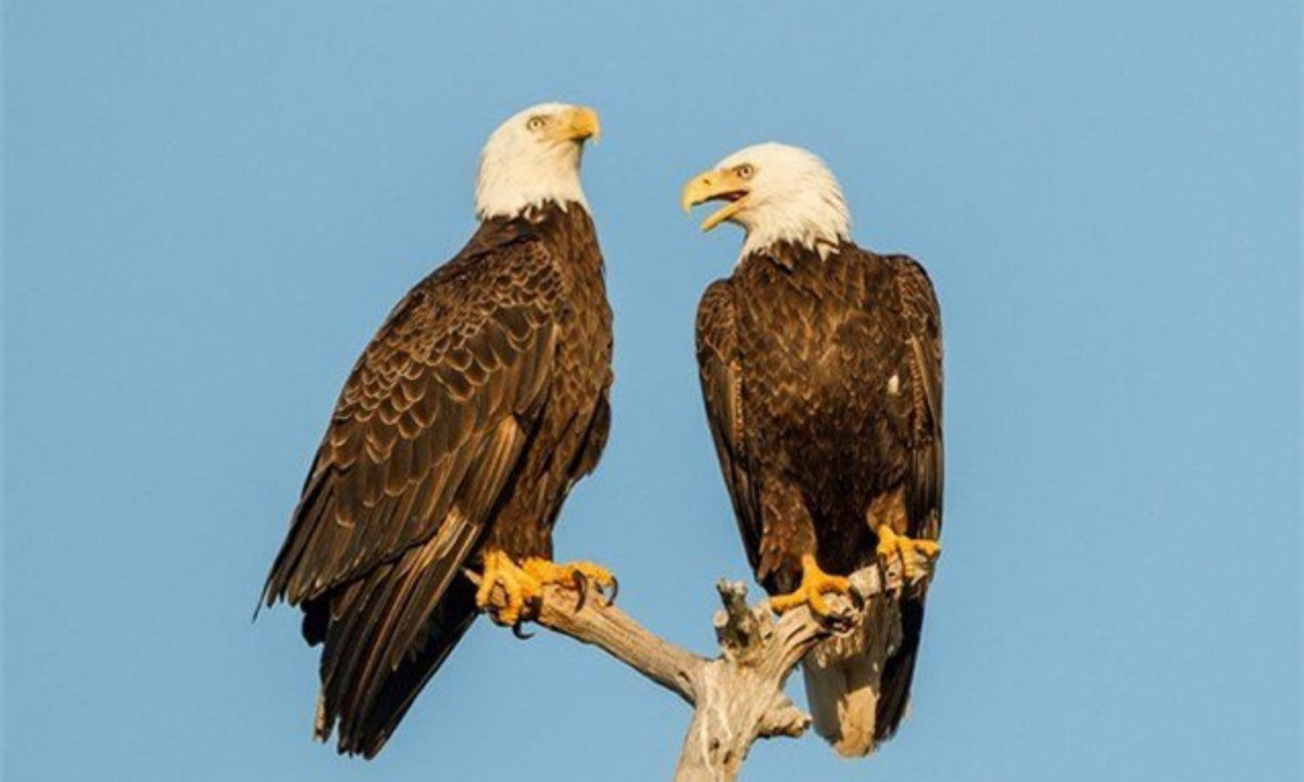 3. Đại bàng đầu trọc: được xem như biểu tượng của Hoa Kỳ - chúng được nhắc đến như mối gia đình bền chặt, còn nhiều hơn cả quốc gia mà chúng đại diện. (Nguồn: Dân Việt)
