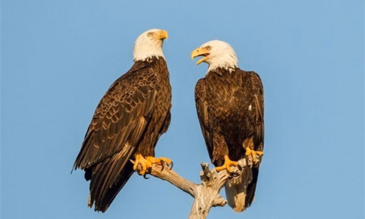 3. Đại bàng đầu trọc: được xem như biểu tượng của Hoa Kỳ - chúng được nhắc đến như mối gia đình bền chặt, còn nhiều hơn cả quốc gia mà chúng đại diện. (Nguồn: Dân Việt)
