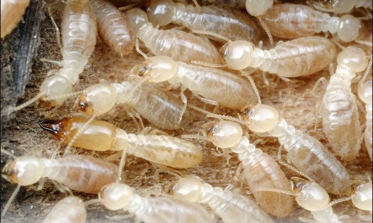 Về phần con mối đực được lựa chọn để giao phối, nó nghiễm nhiên trở thành mối vua và cùng cai quản vương quốc với vợ của mình. (Nguồn: Dân Việt)