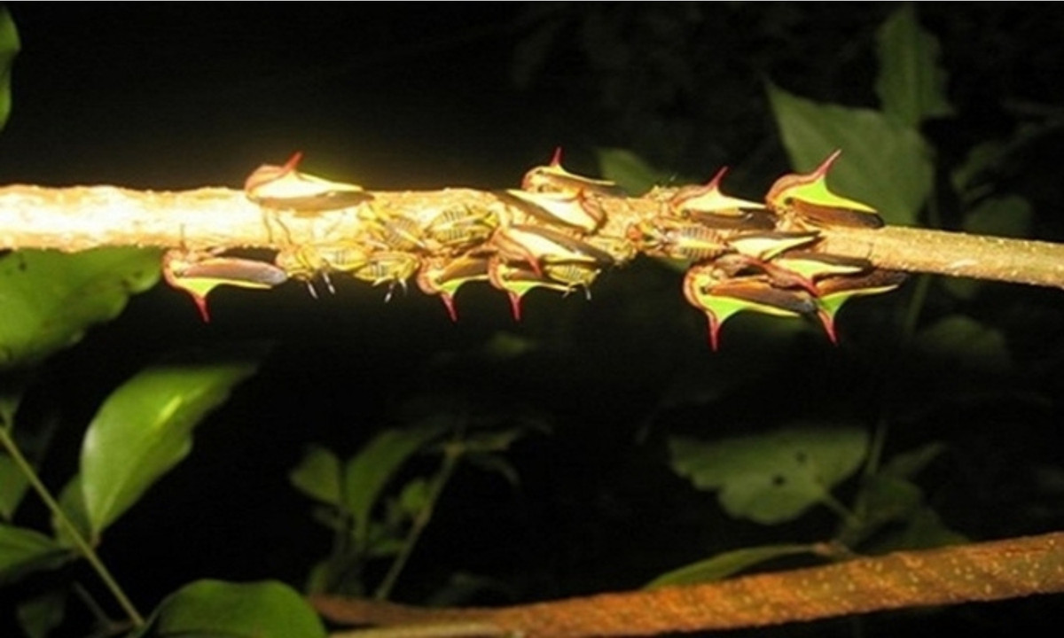 Bọ gai (Thorn bug) phát triển giống chiếc gai trên cành. Đặc điểm này giúp chúng ngụy trang và tránh các loài động vật ăn thịt khác tấn công. (Nguồn: Wikimedia)