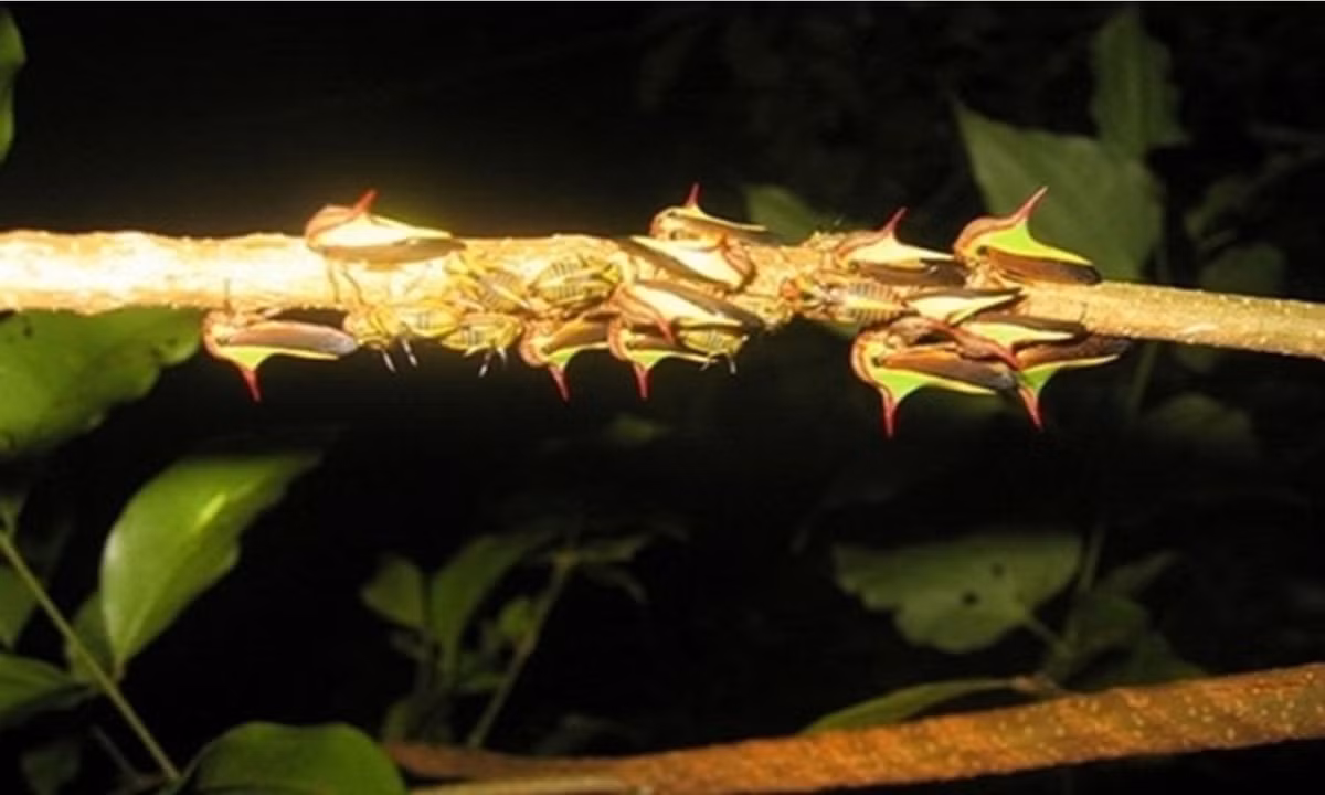 Bọ gai (Thorn bug) phát triển giống chiếc gai trên cành. Đặc điểm này giúp chúng ngụy trang và tránh các loài động vật ăn thịt khác tấn công. (Nguồn: Wikimedia)