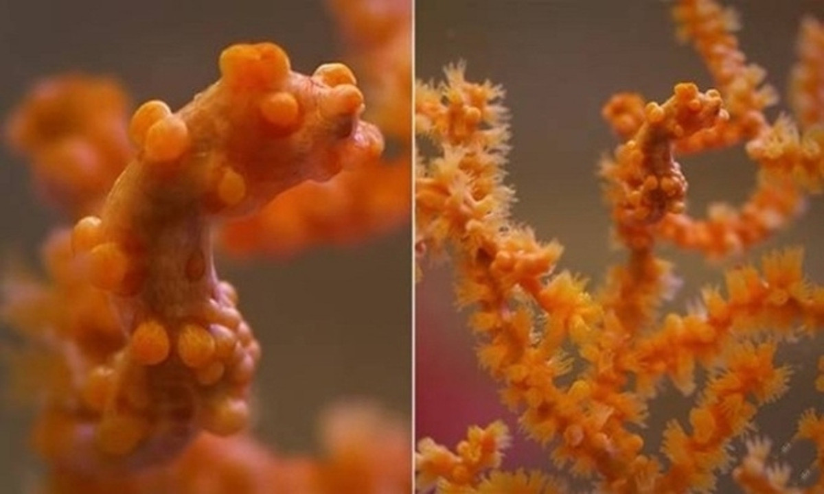 Cá ngựa lùn (Pygmy seahorse) là động vật sống ở các rạn san hô thuộc khu vực Thái Bình Dương. Chúng có những nốt sần trên cơ thể và màu sắc trông giống san hô nên dễ dàng ngụy trang trong môi trường. (Nguồn: Deep Look)