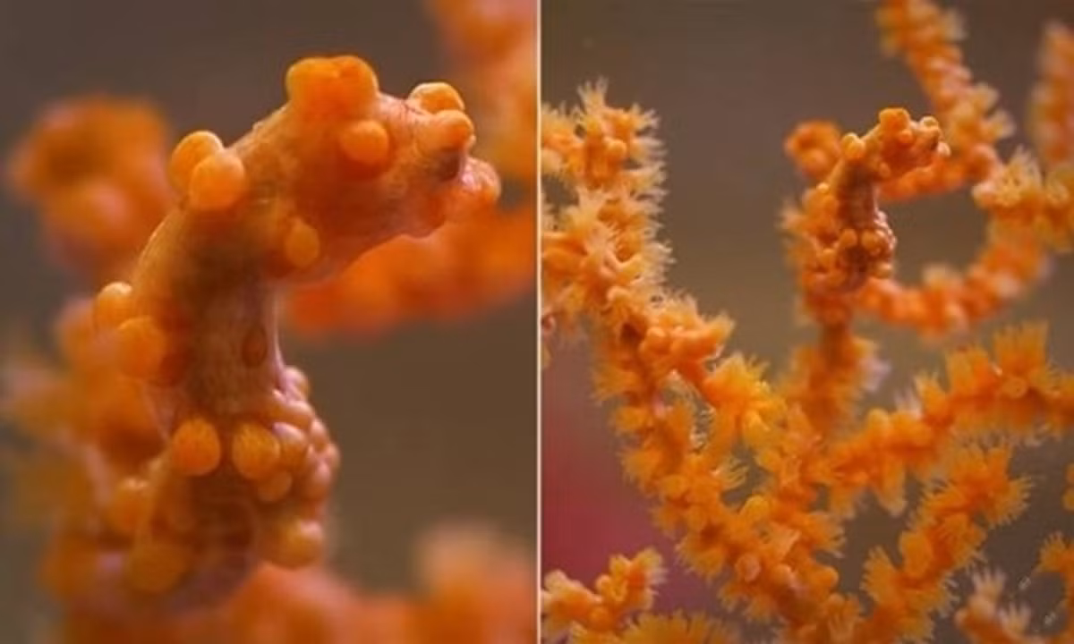 Cá ngựa lùn (Pygmy seahorse) là động vật sống ở các rạn san hô thuộc khu vực Thái Bình Dương. Chúng có những nốt sần trên cơ thể và màu sắc trông giống san hô nên dễ dàng ngụy trang trong môi trường. (Nguồn: Deep Look)
