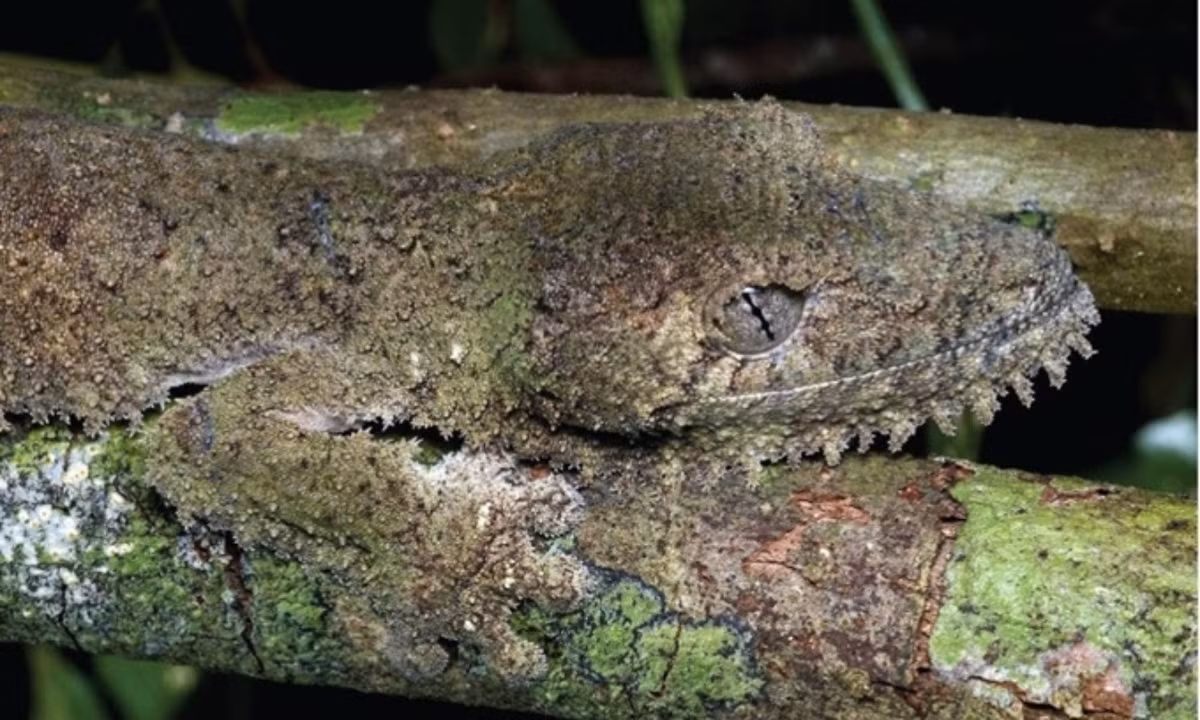 Tắc kè đuôi lá là bậc thầy ngụy trang sống trong những khu rừng ở Madagascar. Da của chúng có màu sắc giống như rêu và vỏ cây. Ngoài ra, tắc kè đuôi lá cũng có khả năng thay đổi màu sắc da để phù hợp với môi trường nền giống như tắc kè hoa. (Nguồn: Wikimedia)
