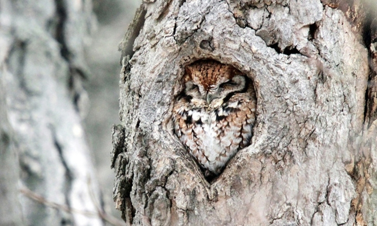 Cú Eastern screech có bộ lông pha trộn giữa màu nâu, xám và trắng giống như vỏ cây. "Ngay cả khi con cú đậu trên một cành cây, rất khó để phân biệt nó với một đầu cành gãy", Santa Barbara, nhà nghiên cứu tại Đại học California, Mỹ, cho biết. (Nguồn: iStock)