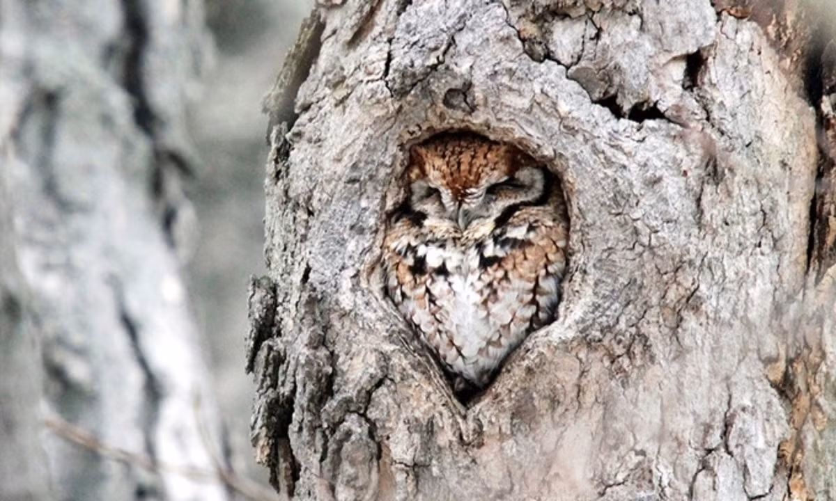 Cú Eastern screech có bộ lông pha trộn giữa màu nâu, xám và trắng giống như vỏ cây. "Ngay cả khi con cú đậu trên một cành cây, rất khó để phân biệt nó với một đầu cành gãy", Santa Barbara, nhà nghiên cứu tại Đại học California, Mỹ, cho biết. (Nguồn: iStock)
