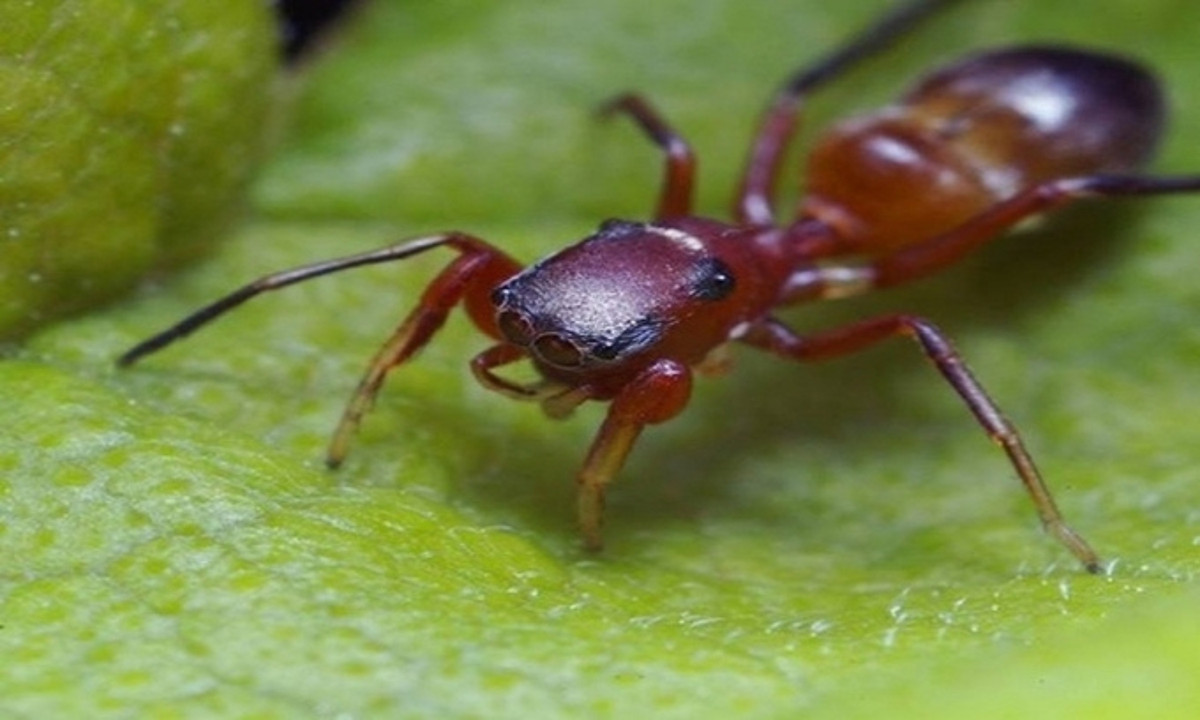 Nhện Myrmarachne melanotarsa bắt chước ngoại hình và hành vi của kiến để trà trộn vào bầy kiến. Những con kiến sẽ bảo vệ chúng khỏi kẻ săn mồi. (Nguồn: Thomas Shahan)