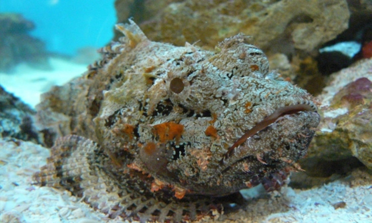 Cá đá (Stonefish) là loài cá độc nhất thế giới với 13 gai vây lưng sắc nhọn, chứa chất độc thần kinh cực mạnh. Chúng có khả năng ngụy trang giống như san hô hoặc tảng đá, chờ đợi để phục kích con mồi. Ảnh: Flickr.