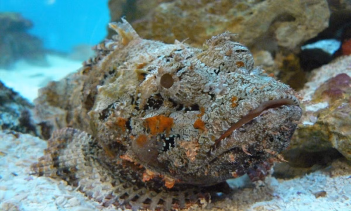 Cá đá (Stonefish) là loài cá độc nhất thế giới với 13 gai vây lưng sắc nhọn, chứa chất độc thần kinh cực mạnh. Chúng có khả năng ngụy trang giống như san hô hoặc tảng đá, chờ đợi để phục kích con mồi. Ảnh: Flickr.