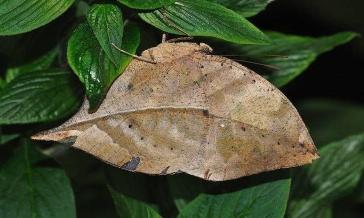 Mặt dưới cánh của bướm lá khô (Dead leaf butterfly) tiến hóa trông giống một chiếc lá khô. Cơ thể chúng có màu nâu nhạt, nhiều điểm tì vết, viền ngoài lởm chởm. (Nguồn: Wikimedia)