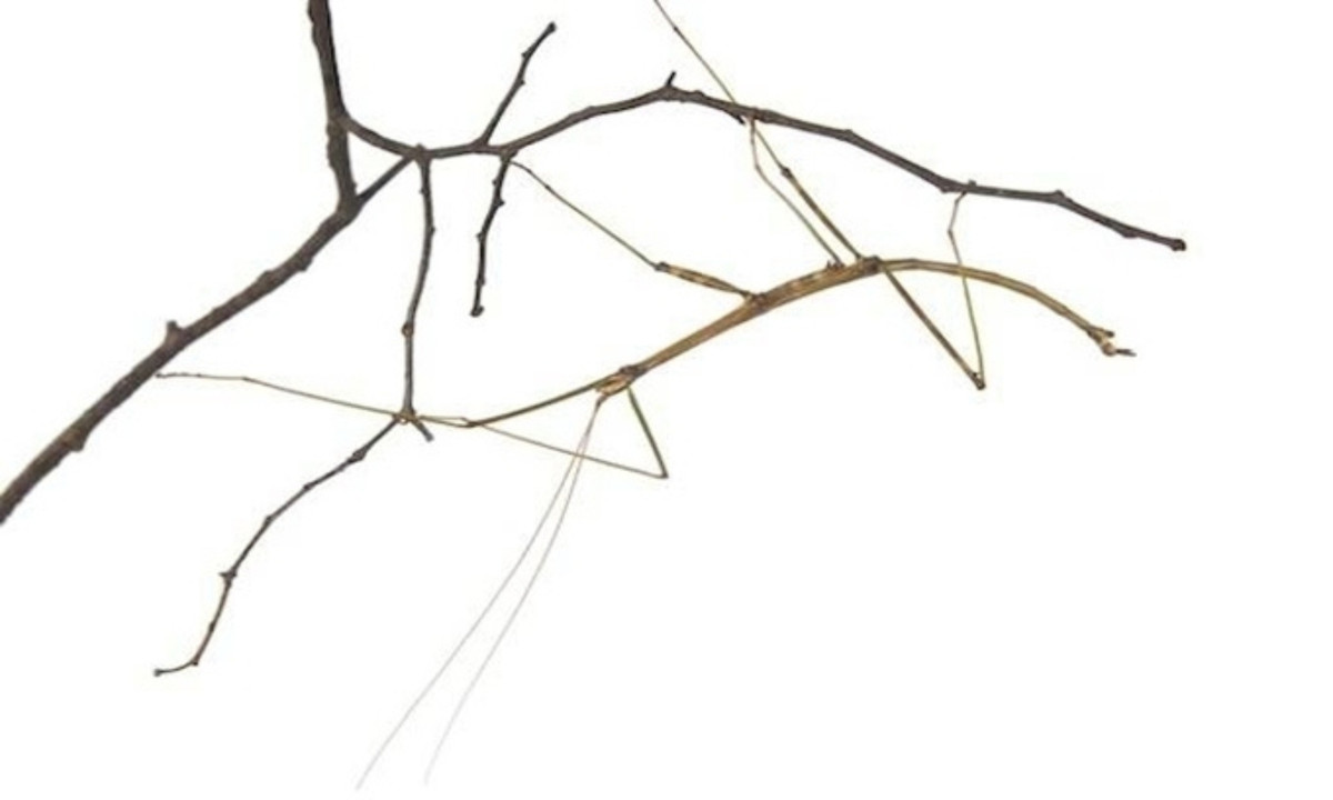 Bọ que thuộc bộ Phasmatodea là một trong số những loài động vật kỳ lạ nhất trên thế giới. Cơ thể của chúng kéo dài, trông giống cái que. Chúng gần như không thể bị phát hiện khi nằm nghỉ ngơi trên một đống cành nhỏ hoặc nhánh cây. (Nguồn: iStock)
