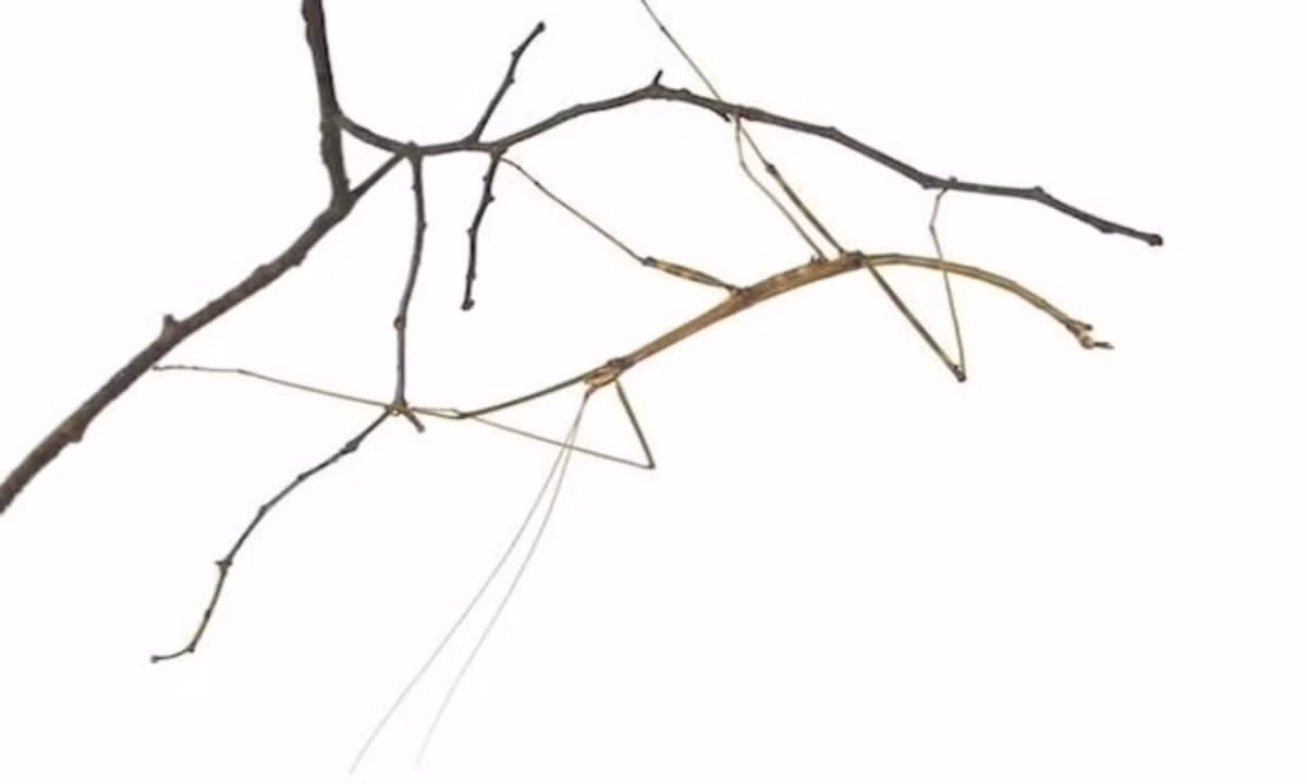 Bọ que thuộc bộ Phasmatodea là một trong số những loài động vật kỳ lạ nhất trên thế giới. Cơ thể của chúng kéo dài, trông giống cái que. Chúng gần như không thể bị phát hiện khi nằm nghỉ ngơi trên một đống cành nhỏ hoặc nhánh cây. (Nguồn: iStock)