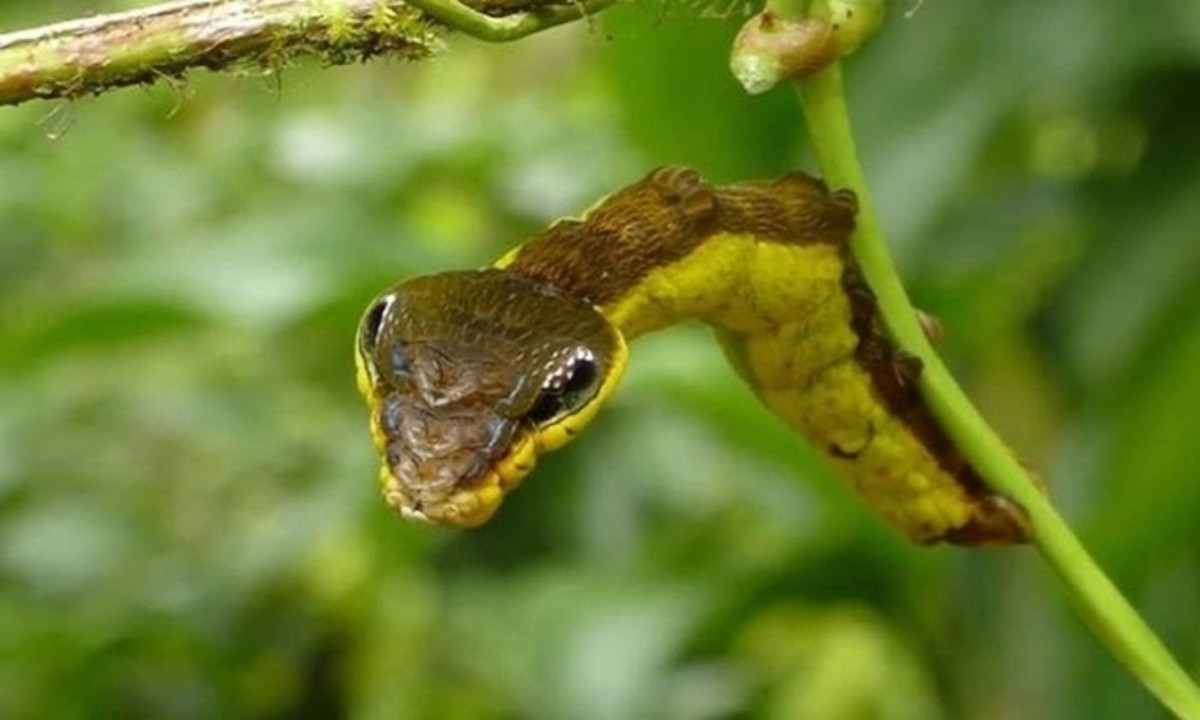 Sâu bướm Hemeroplanes triptolemus, ấu trùng của loài bướm đêm thuộc họ Sphingidae, thường xuất hiện ở nhiều khu vực tại Nam Mỹ, châu Phi và Trung Á. Nó có đặc điểm cơ thể giống như một con rắn, giúp tránh kẻ thù hiệu quả. (Nguồn: Andreas Kay)