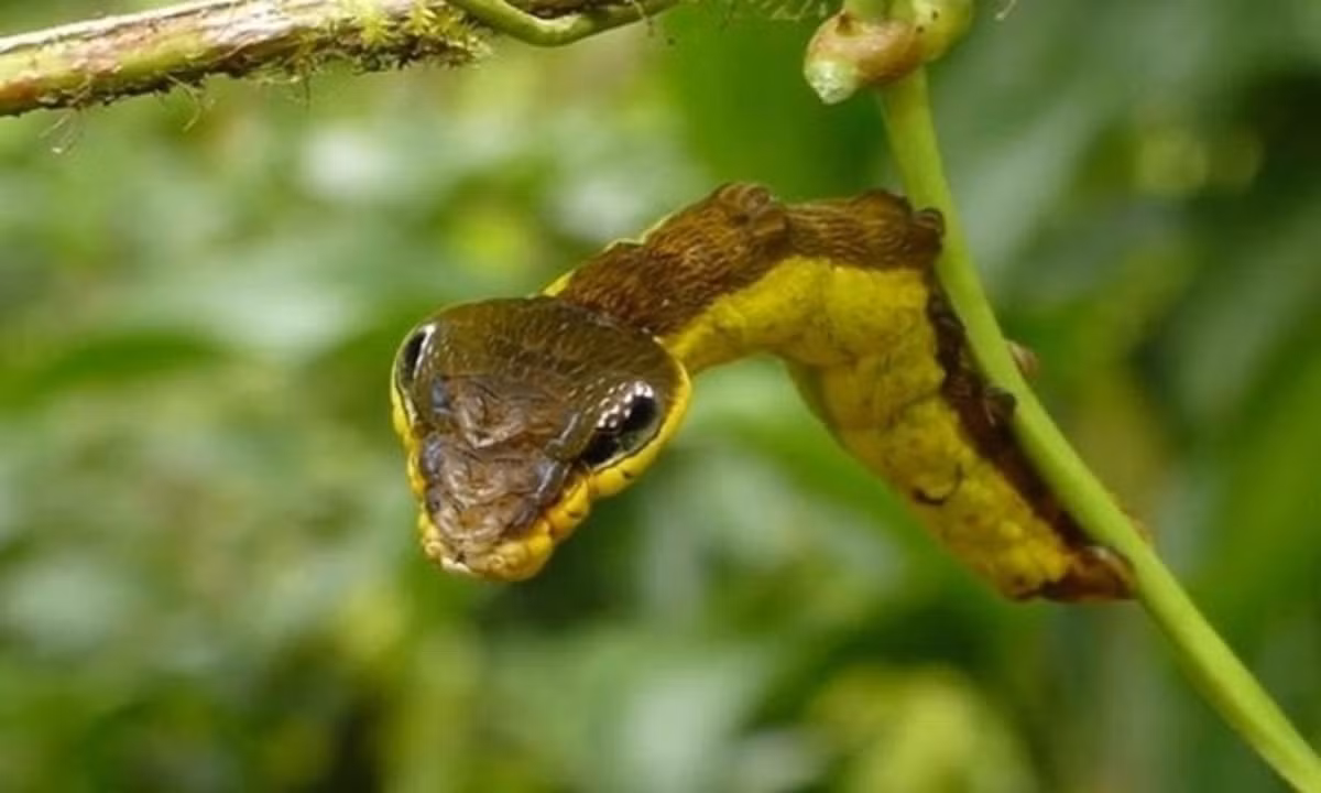 Sâu bướm Hemeroplanes triptolemus, ấu trùng của loài bướm đêm thuộc họ Sphingidae, thường xuất hiện ở nhiều khu vực tại Nam Mỹ, châu Phi và Trung Á. Nó có đặc điểm cơ thể giống như một con rắn, giúp tránh kẻ thù hiệu quả. (Nguồn: Andreas Kay)