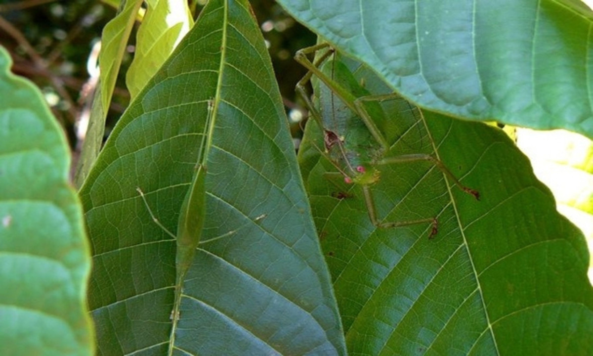 Trên hình là hai con châu chấu katydid đang ẩn mình trên những chiếc lá xanh. Khả năng ngụy trang tài tình giúp chúng tránh khỏi sự tấn công của chim, ếch, rắn và một số động vật ăn thịt khác, theo Mother Nature Network. (Nguồn: Flickr) 