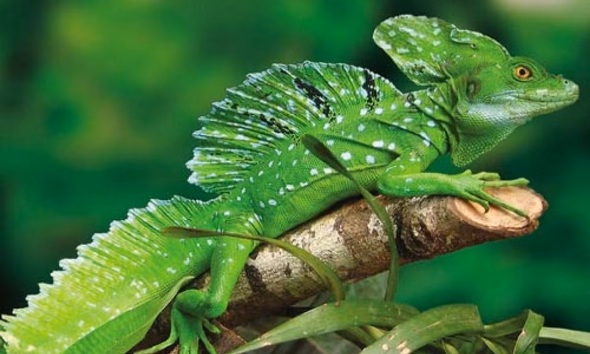 9 bi an giat minh hiem nguoi biet ve rung gia Amazon