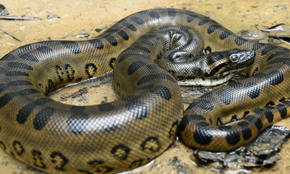 9. Trăn Anaconda: thuộc vào nhóm những loài rắn lớn nhất thế giới, trăn anaconda sống ở lưu vực sông và các vùng đất ẩm thuộc Nam Mỹ. Theo các nhà sinh vật học, tên gọi anaconda xuất phát từ tiếng Tamil có nghĩa là Kẻ giết voi. (Nguồn: Quantrimang.com)