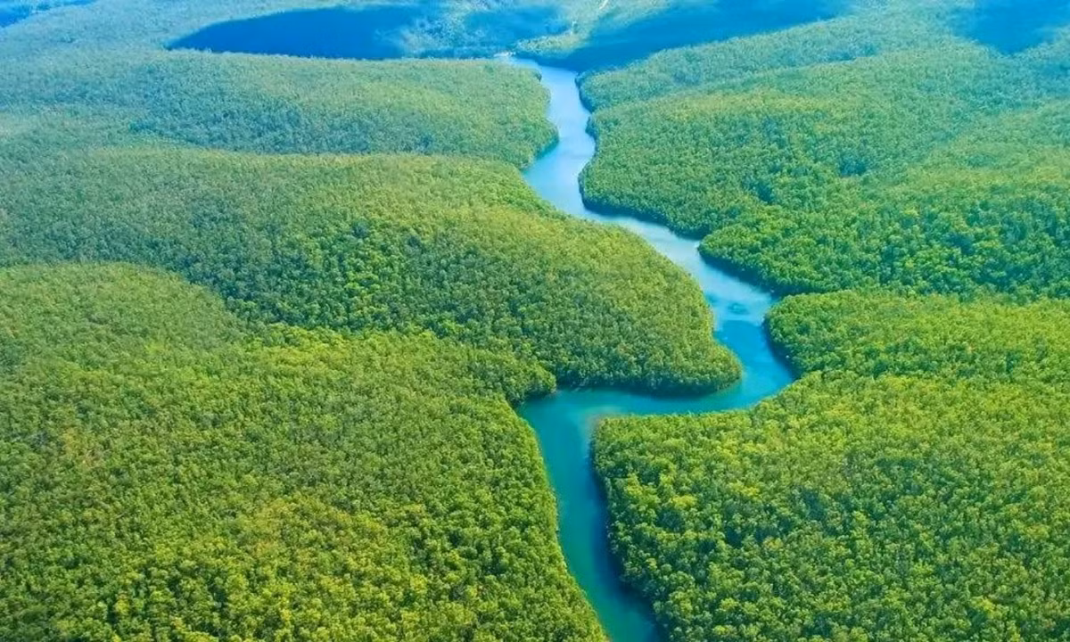 3. Diện tích Amazon tương đương Châu Úc: với diện tích 5,5 triệu km2, rừng Amazon bằng nửa tổng lãnh thổ của Liên bang Mỹ (gồm cả Alaska và Hawaii) và gần bằng diện tích của Australia (7,7 triệu km2). (Nguồn: Social Forestry)