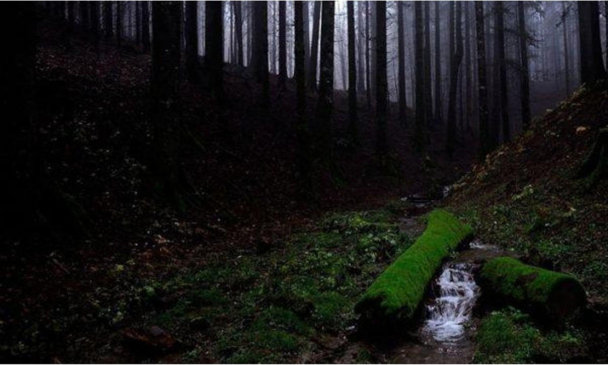 2. Bóng tối: Ở những nơi rậm rạp nhất Amazon, tán rừng rất dày và che mất 99% ánh sáng mặt trời. Khiến mặt đất tối đen và trở thành nơi sinh sống của các động thực vật độc đáo. Đồng thời, với hiện tượng này, Amazon và các khu rừng nhiệt đới khác giúp điều hòa nhiệt độ của trái đất. (Nguồn: Kenh14.vn)