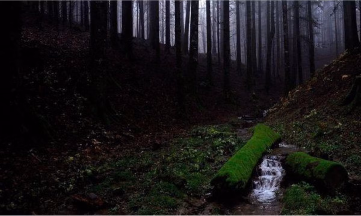 2. Bóng tối: Ở những nơi rậm rạp nhất Amazon, tán rừng rất dày và che mất 99% ánh sáng mặt trời. Khiến mặt đất tối đen và trở thành nơi sinh sống của các động thực vật độc đáo. Đồng thời, với hiện tượng này, Amazon và các khu rừng nhiệt đới khác giúp điều hòa nhiệt độ của trái đất. (Nguồn: Kenh14.vn)