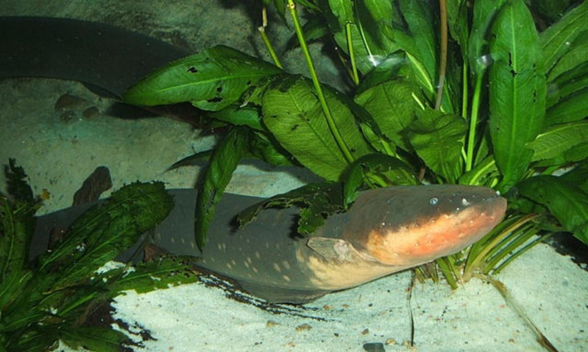 8. Lươn điện: là một giống cá Knife, nhưng chúng có vẻ ngoài và cách bơi giống lươn. Theo các nhà sinh vật học, nhờ một hệ thống nội tạng đặc biệt, lươn điện có thể phát ra dòng điện mạnh hơn 500 volt. Đủ để gây chết người. (Nguồn: wikipedia.org)