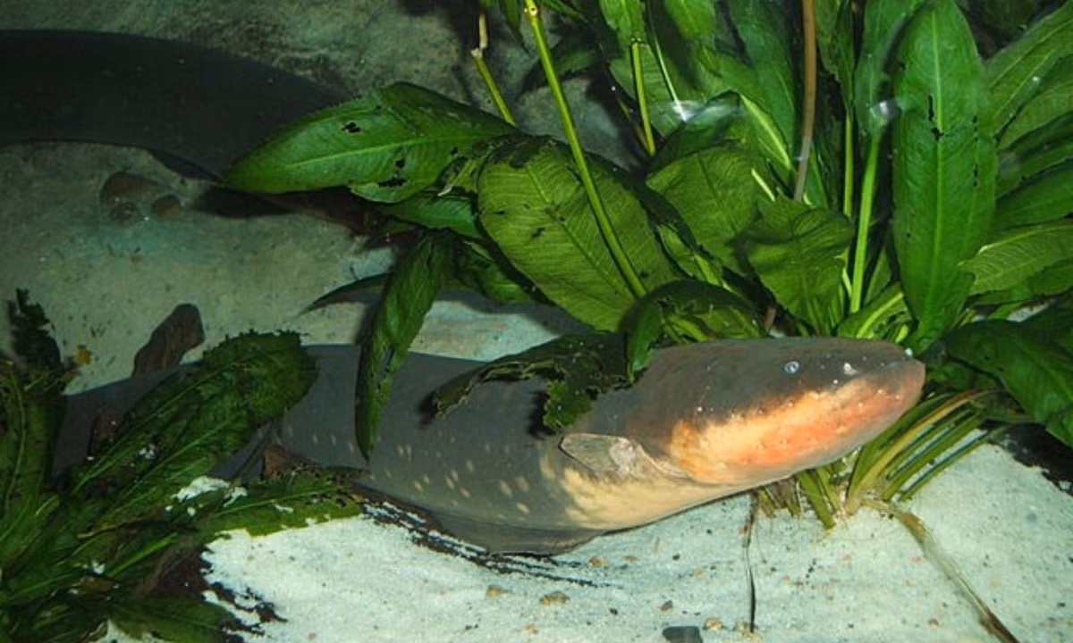 8. Lươn điện: là một giống cá Knife, nhưng chúng có vẻ ngoài và cách bơi giống lươn. Theo các nhà sinh vật học, nhờ một hệ thống nội tạng đặc biệt, lươn điện có thể phát ra dòng điện mạnh hơn 500 volt. Đủ để gây chết người. (Nguồn: wikipedia.org)