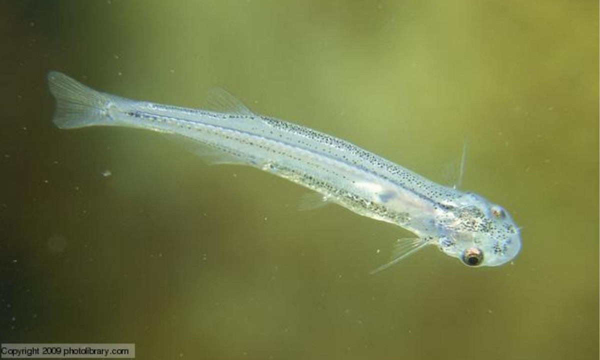 6. Cá candiru: đây có lẽ là loài động vật nước ngọt đáng sợ nhất, dù kích thước của nó khá bé nhỏ. Về bản chất, candiru thuộc vào họ cá da trơn nhưng chúng luôn sống bằng cách ăn thịt những con cá lớn hơn ở Amazon. (Nguồn: WordPress.com)