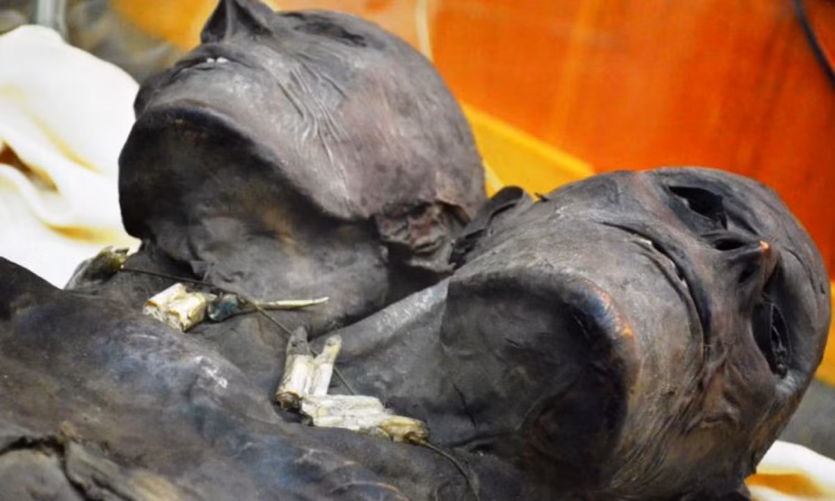 6. Kap Dwa - người khổng lồ hai đầu: Kap DW được cho là một trong những trường hợp hiếm gặp về người khổng lồ. Kap Dwa cao 3,5m và có 2 đầu. Hiện tại, xác ướp của Kap Dwa đã được chuyển về Baltimore, Maryland, thuộc sở hữu của vợ chồng ông Robert Gerber.