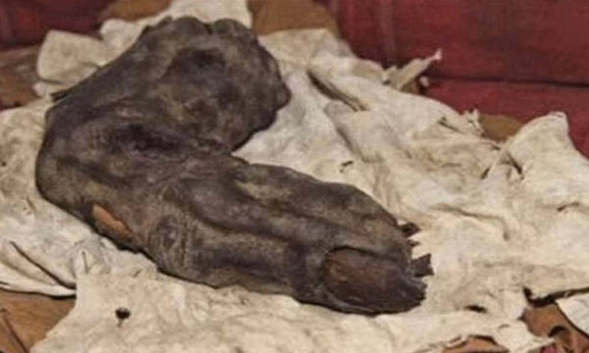 5. Ngón tay của người khổng lồ: một ngón tay có kích thước lớn bất thường đã được tìm thấy ở Ai Cập khoảng 50 năm trước. Ngón tay có chiều dài lên đến 28cm.