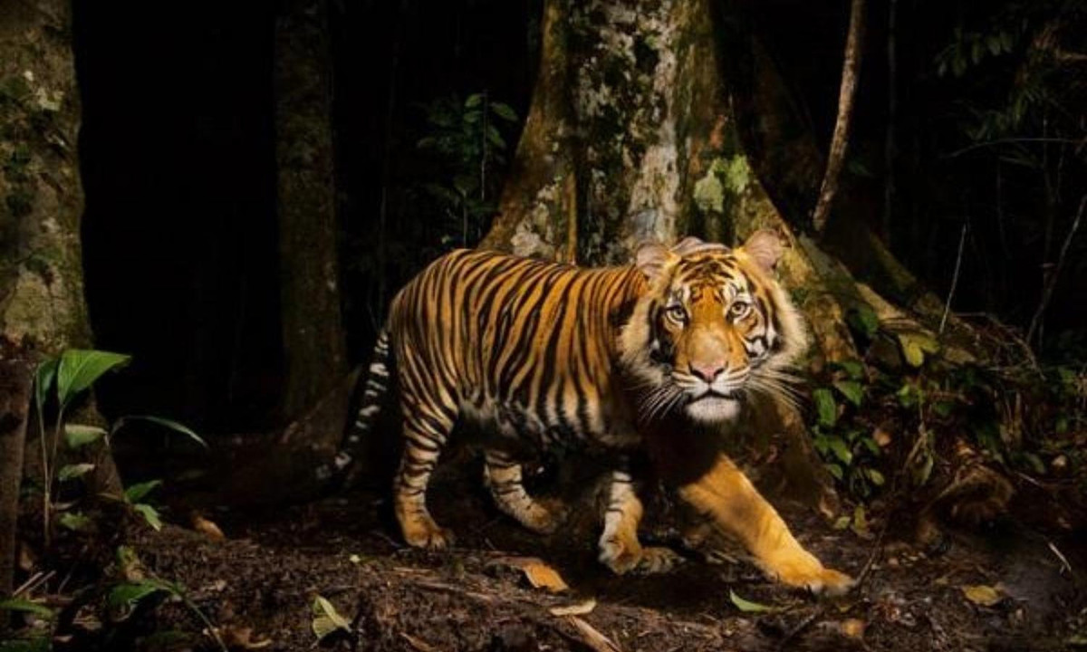 9- Hổ là loài cô độc: khác với ở vườn thú, trong thiên nhiên rất hiếm khi thấy được cảnh một bầy hổ quây quần bên nhau. Hổ thích đơn độc. Người ta thường thấy hổ đi thong dong một mình, có thể đang lên kế hoạch săn mồi. (Nguồn: Kenh14)