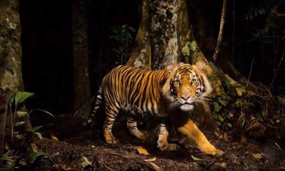 9- Hổ là loài cô độc: khác với ở vườn thú, trong thiên nhiên rất hiếm khi thấy được cảnh một bầy hổ quây quần bên nhau. Hổ thích đơn độc. Người ta thường thấy hổ đi thong dong một mình, có thể đang lên kế hoạch săn mồi. (Nguồn: Kenh14)