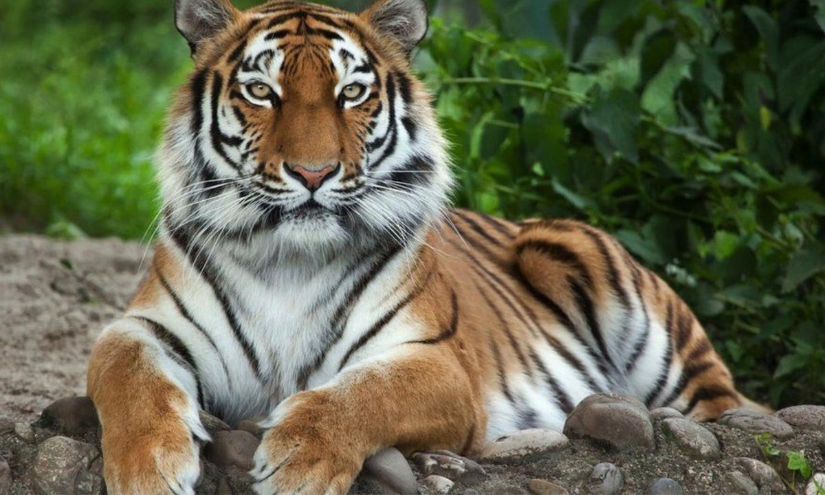 10- Bình thường, hổ không coi con người là mồi: hổ có xu hướng chỉ tấn công người khi chúng cảm thấy bị đe dọa. Nhưng trên thực tế, vẫn có nhiều vụ hổ giết chết người ở vùng nông thôn. (Nguồn: META.vn)